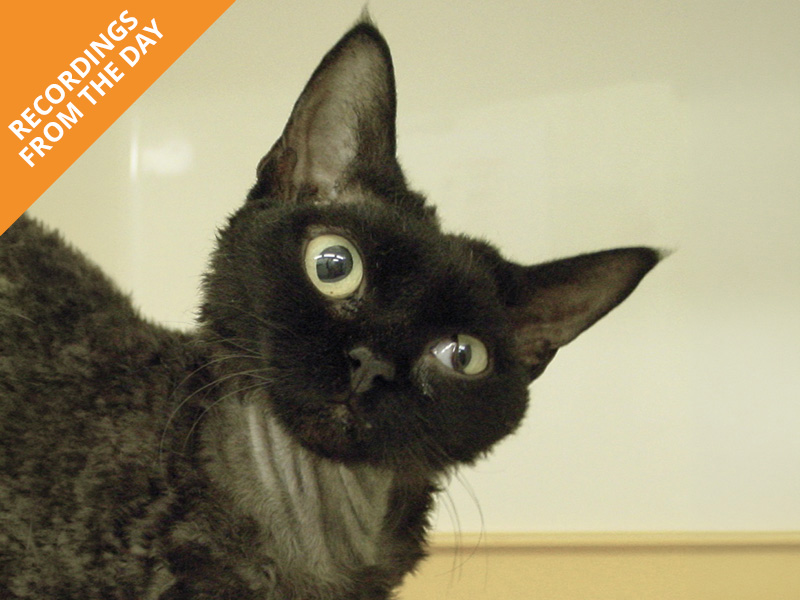 Head to tail feline CPD for practitioners: Course 1 - The Head  